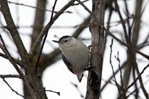 White Breasted Nuthatch Portrait